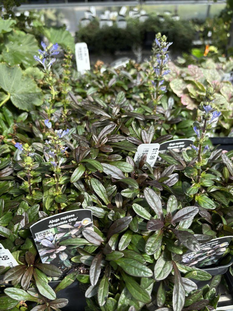 Ajuga
