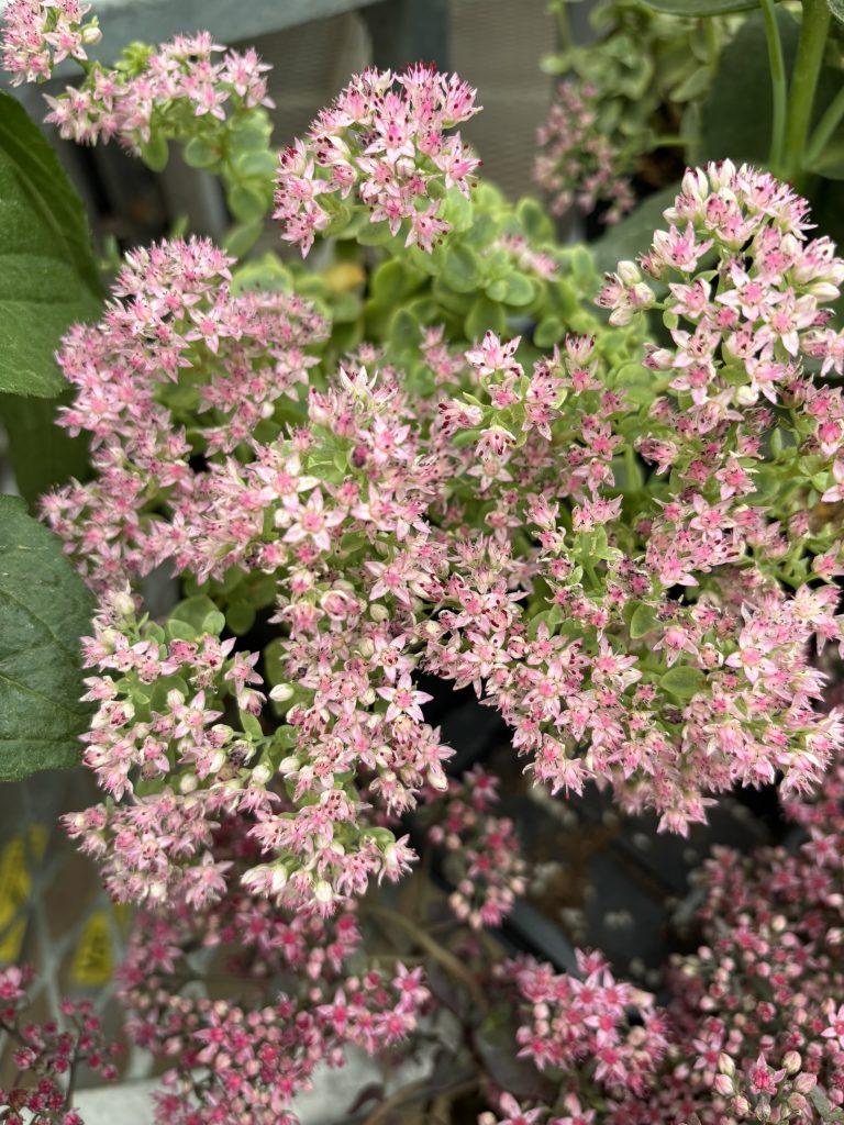 Sedum
