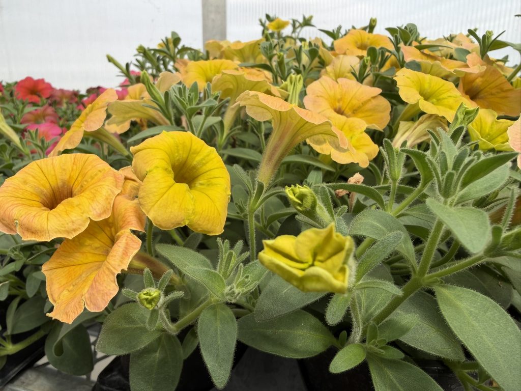 Petunia Varieties
