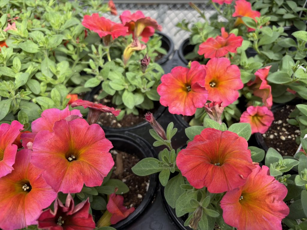Petunia Varieties