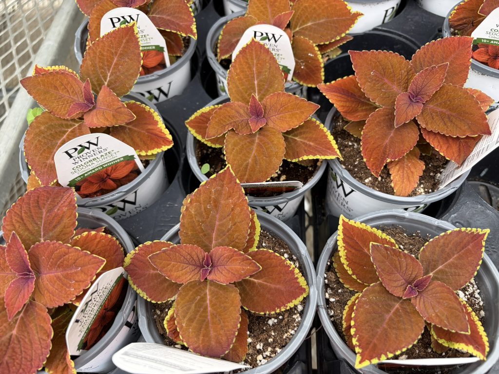 Coleus varieties