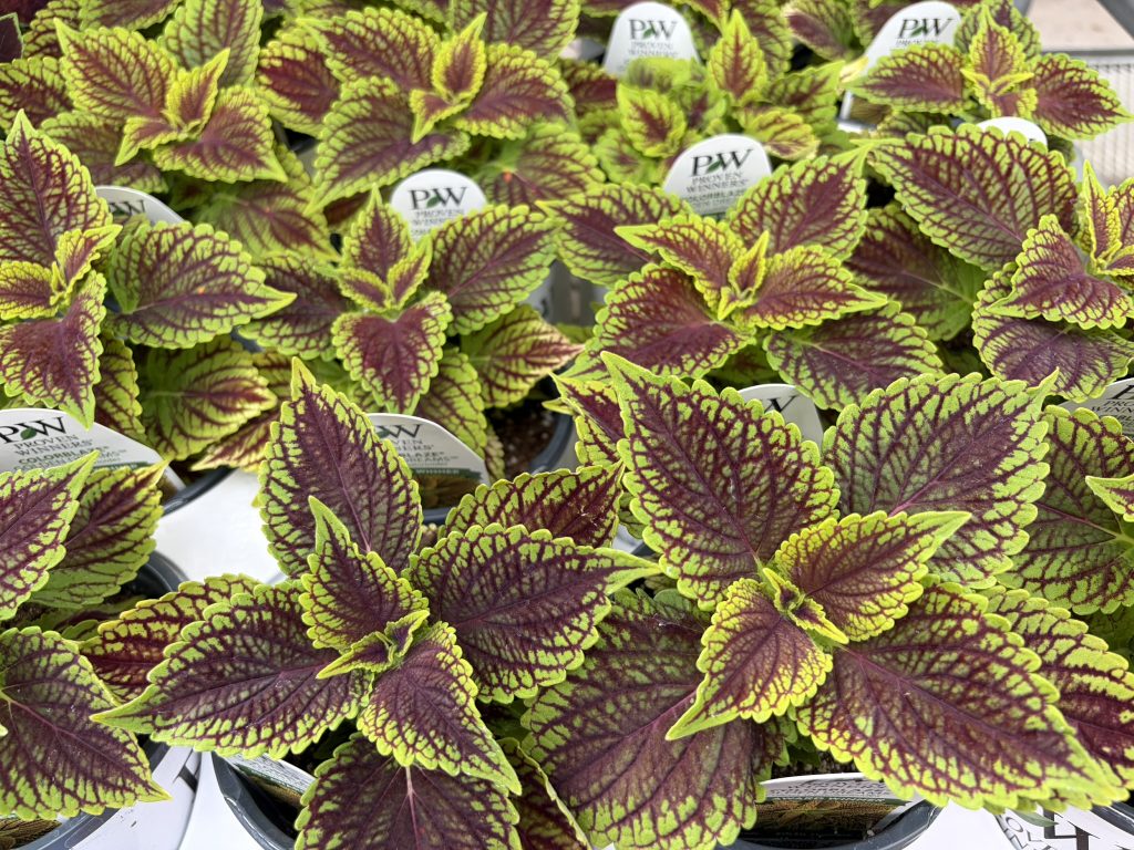 Coleus varieties