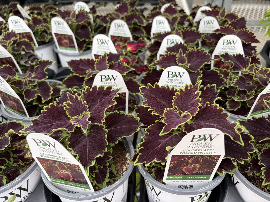 Coleus varieties