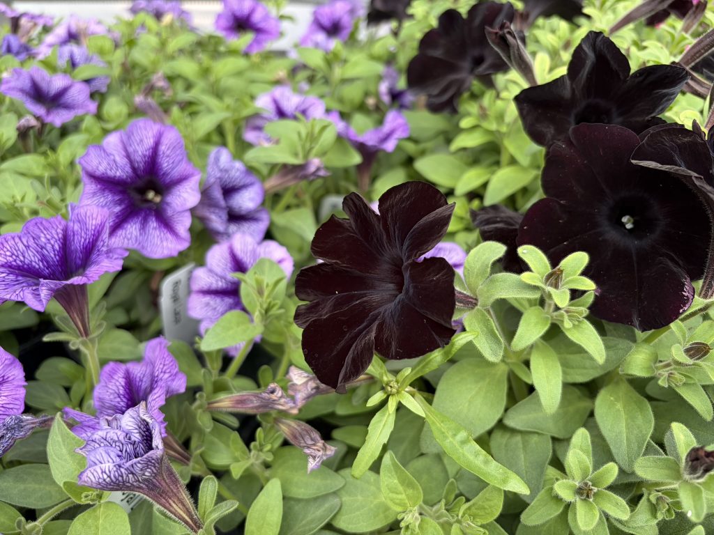 Assorted Petunias