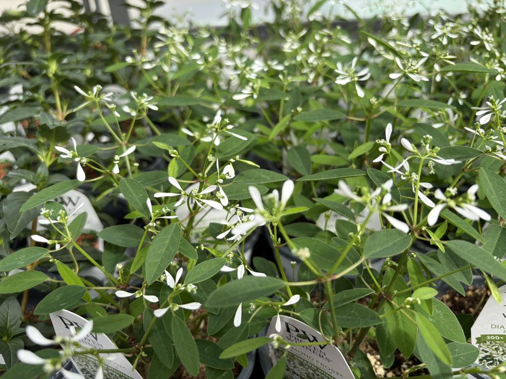 Euphorbia