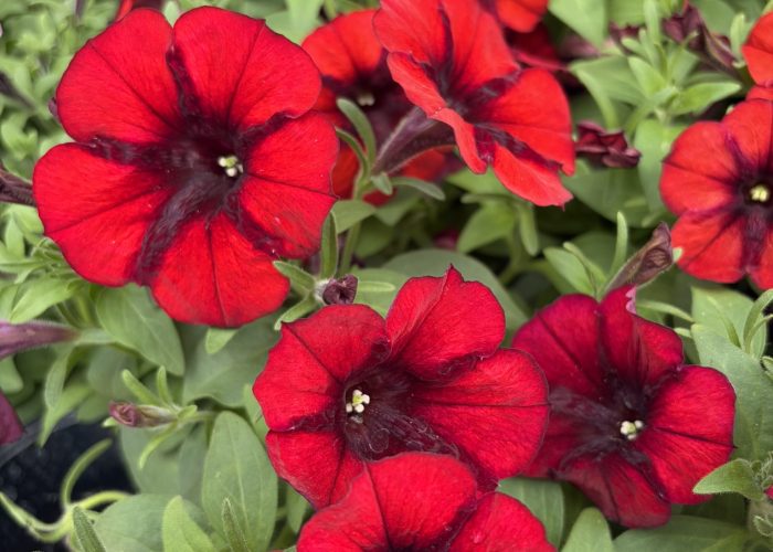 Annuals - Assorted Petunias
