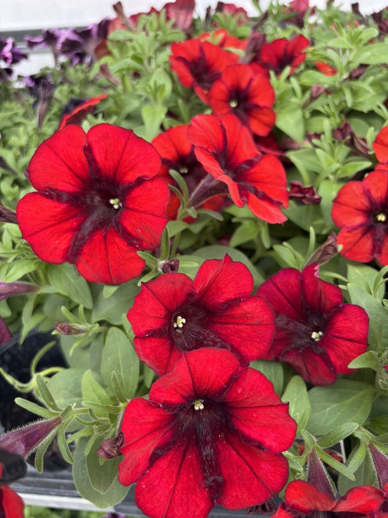 Annuals - Assorted Petunias
