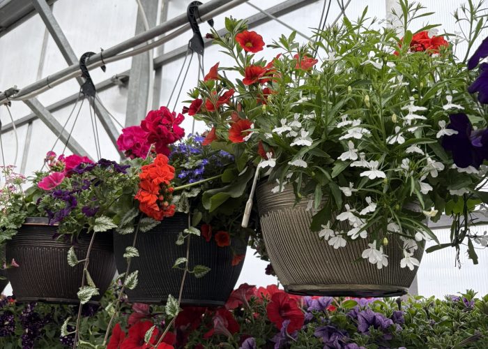 Annuals - Assorted Hanging Baskets