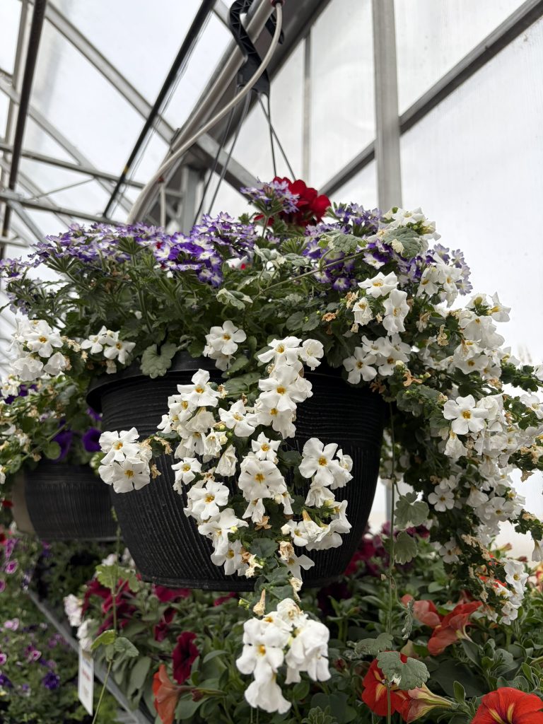 Annuals - Assorted Hanging Baskets