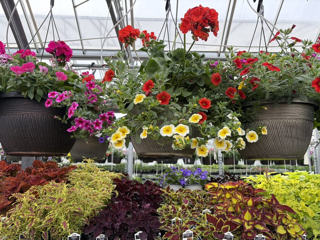 Annuals - Assorted Coleus and Hanging Baskets