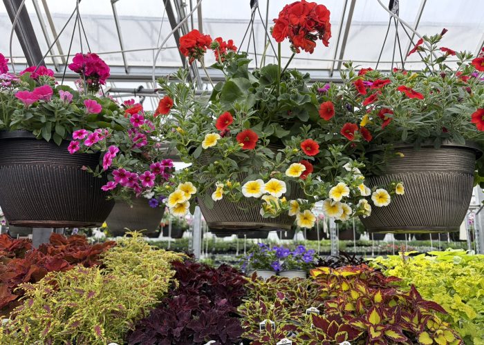 Annuals - Assorted Coleus and Hanging Baskets