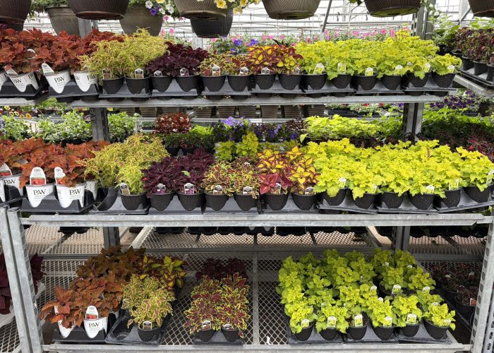 Annuals - Assorted Coleus