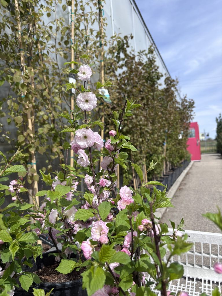 Double Flowering Plum