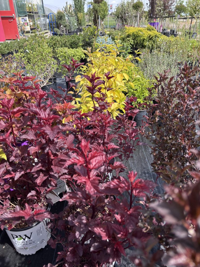Ninebark Varieties