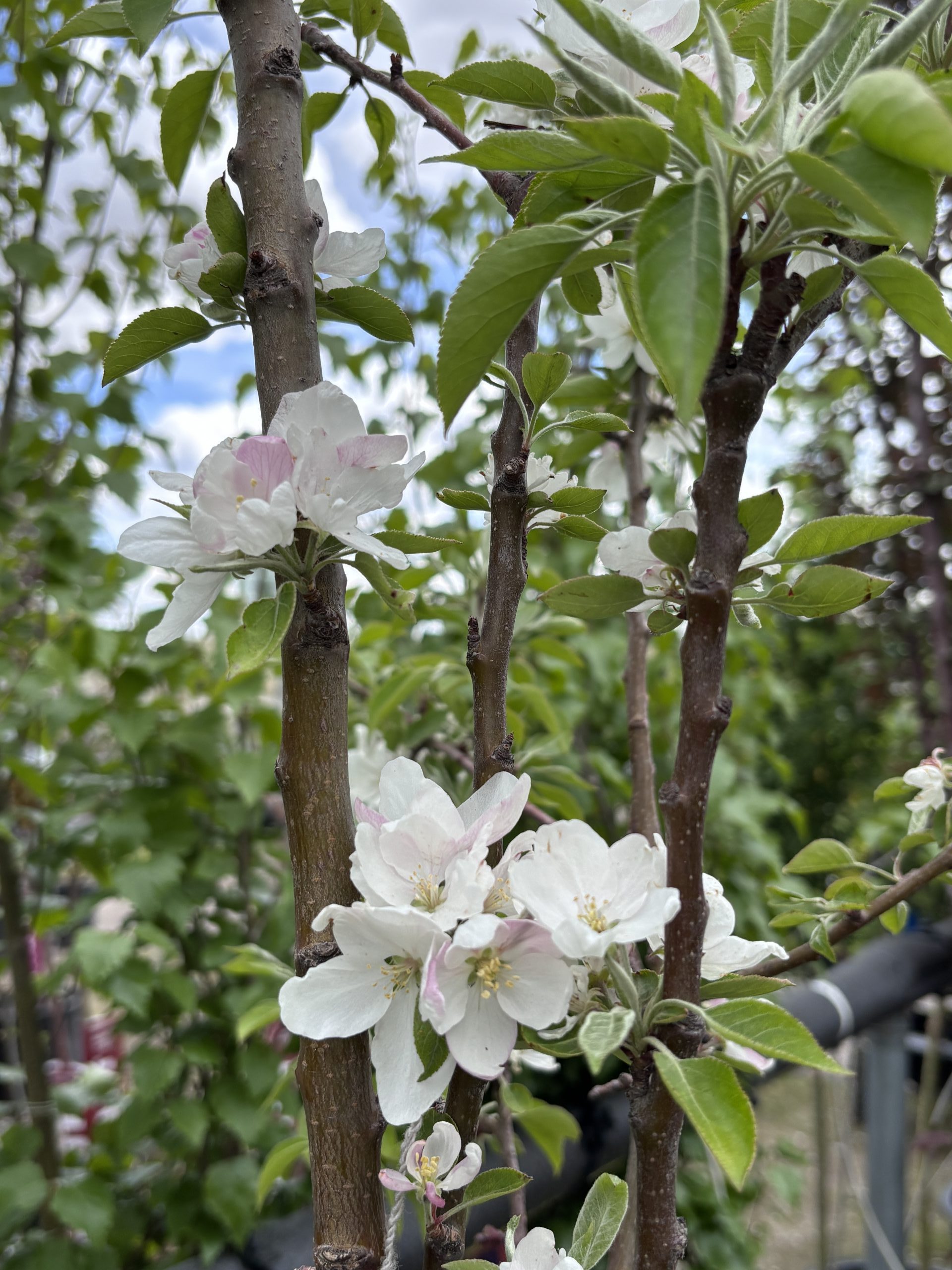 Jade Bouquet Flowering Crabapple