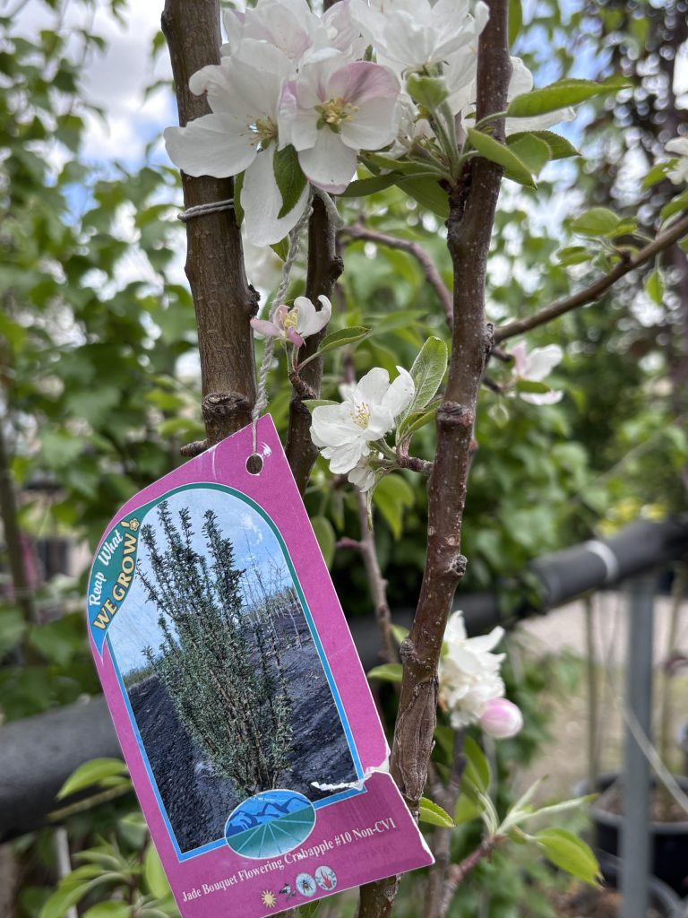 Jade Bouquet Flowering Crabapple