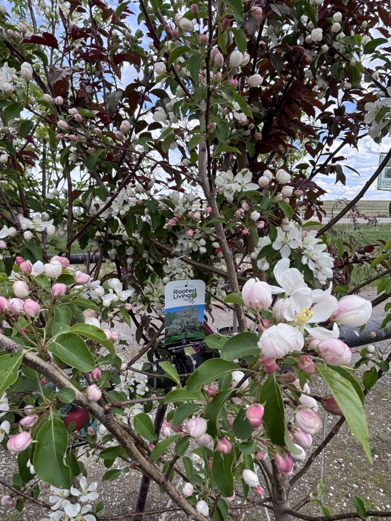 Spring Snow Flowering Crab